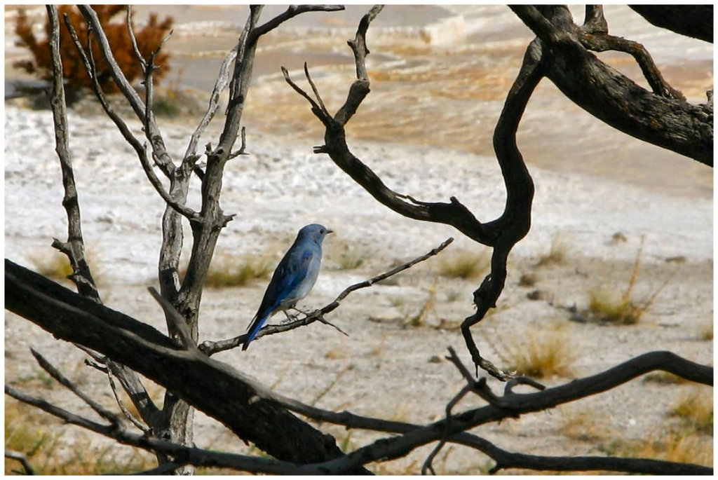 04 - Yellowstone NP (11) - Bluebird Montain.jpg
